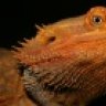 SnapDragonReptiles