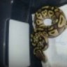 Screwballreptiles