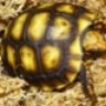 turtletary