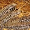 Texas Tegus