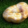Tiger Lilly