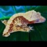 j2reptiles