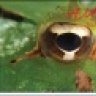AMK Reptiles