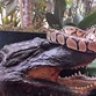 PeterSnake