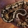 CML Reptiles