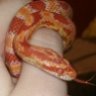 Reisreptiles
