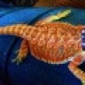 Reefgal1
