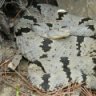 snakeman236