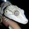 Herpfreak