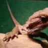 stryzie
