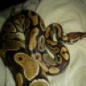 UnitedBallPythons