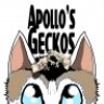 Apollo's Geckos
