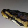 shadowsnakes