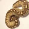 Devil's Den Reptiles