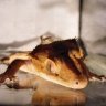 LadyGecko