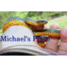Ringneck_Man1