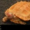 TurtleJosh