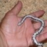 WestCoast Exotic Reptiles