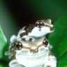 A&AEXOTICS