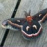 Silkmoth