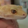 GeckoEcho