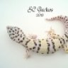 SC Geckos