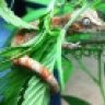 Goanna_Mama