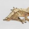 Rich in reptiles