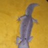 dragongecko
