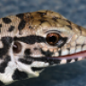 kookootegu