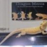 Popsdragons23