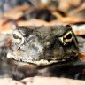 Toadscool
