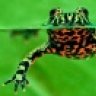fatfrog