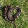 SnakeKeeper35