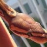 CMReptiles