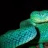 Gilamonster2323