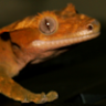 ThumbHuggerGeckos