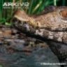 gatorguy12