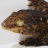 dennislizard