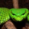 Texoticas Reptiles