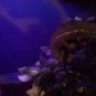 Rainierreptiles