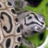 neoterrapin