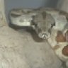 Thorsnake