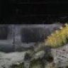 reptilemogul