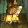 Tank the Turtle