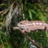 geckondeal