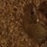 toadqueen