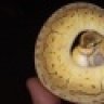 Wet Pet Reptile Center