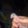 cbackwoodsgeckos