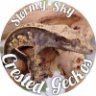 StormySkyGeckos